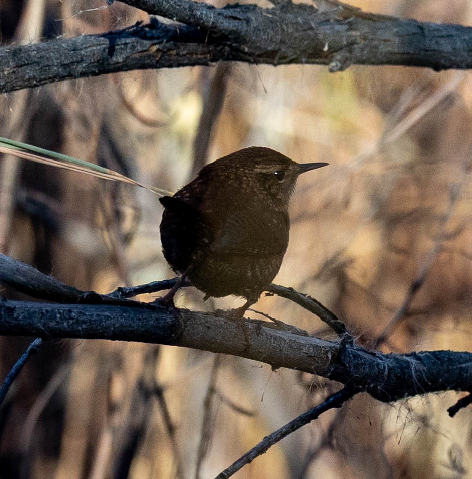 Winter Wren - ML646558513