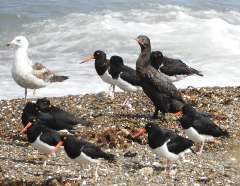 kormorán neotropický - ML646558517