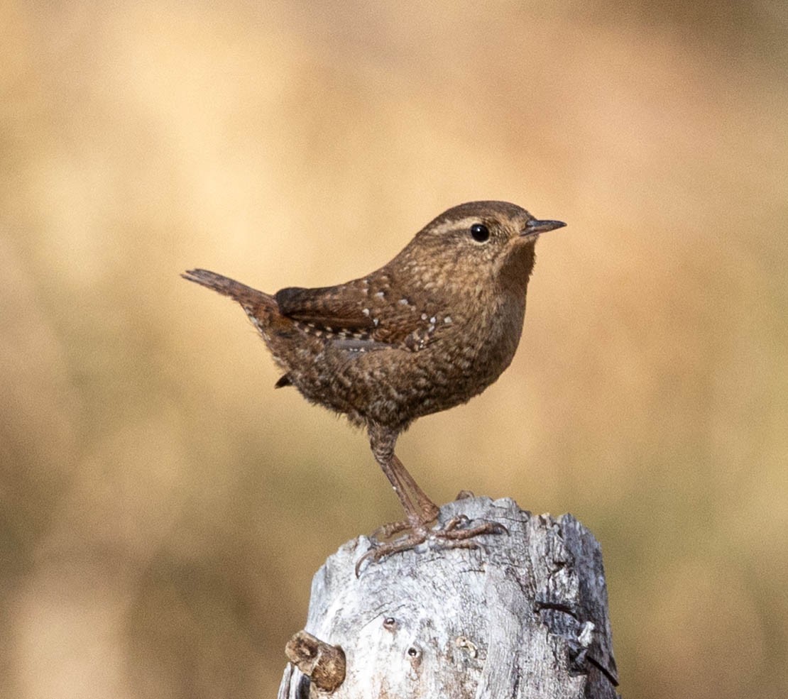 Winter Wren - ML646558519