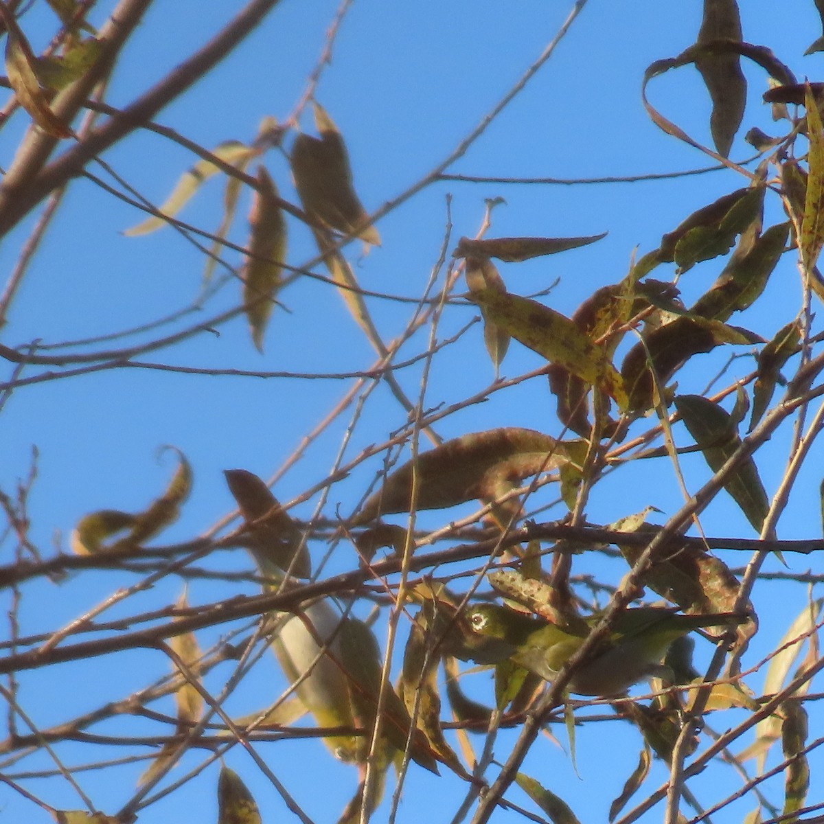 斯氏繡眼(綠繡眼) - ML646558521