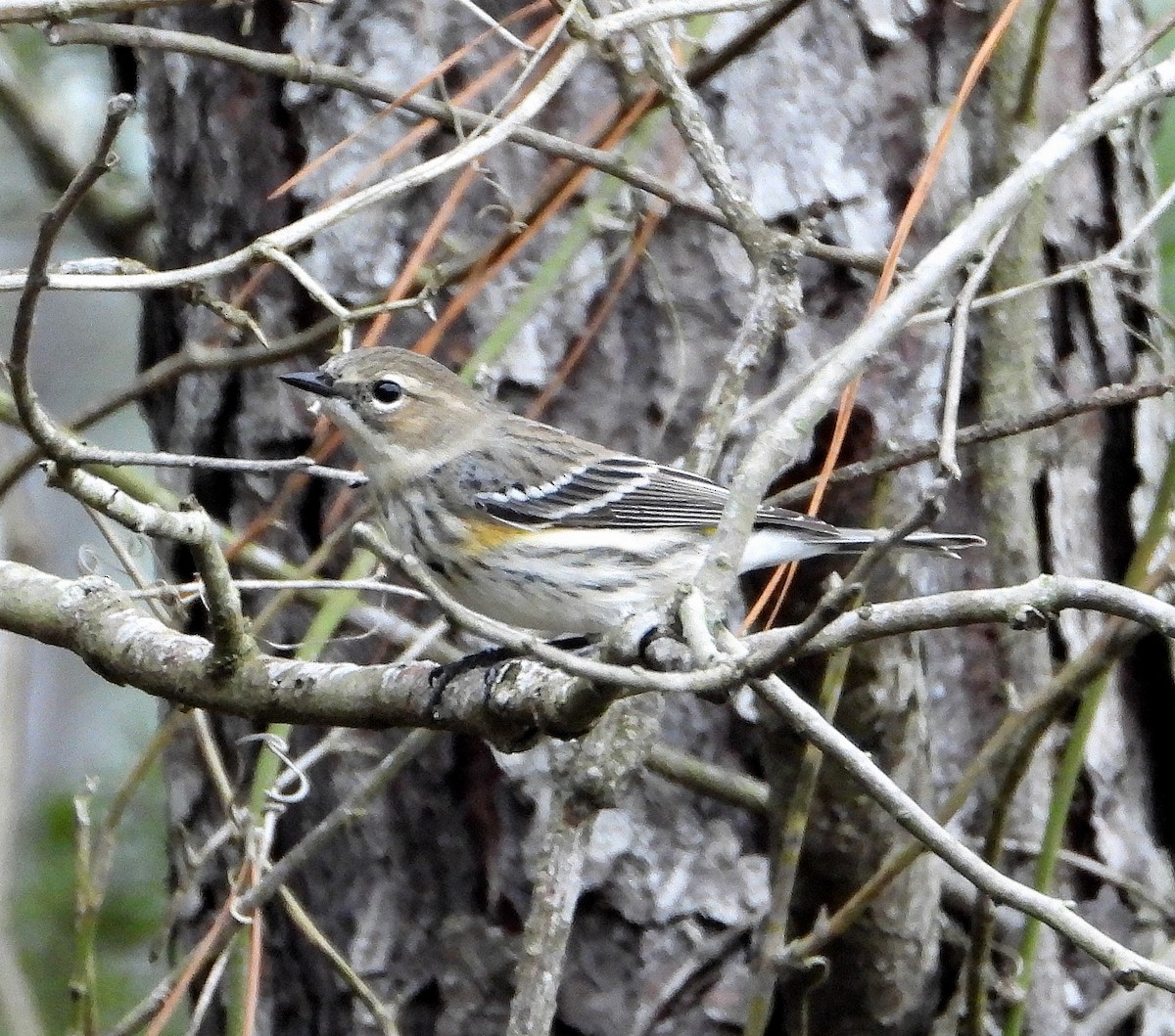 lesňáček žlutoskvrnný - ML646558522