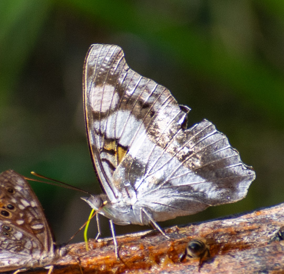 Hayvanlar - ML646558523