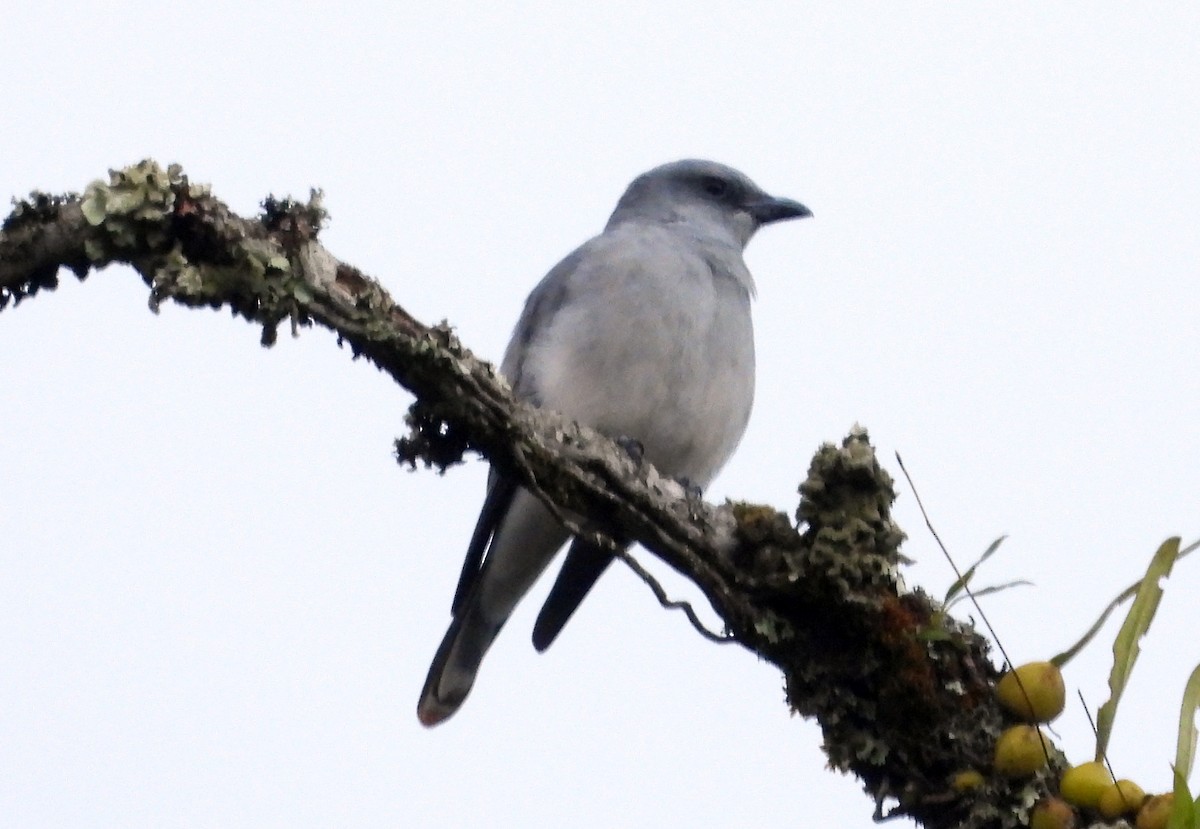 Oriental Cuckooshrike - ML646558542