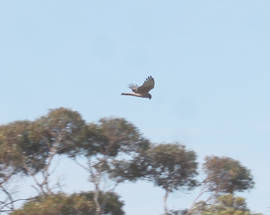 hawk sp. - ML646558543