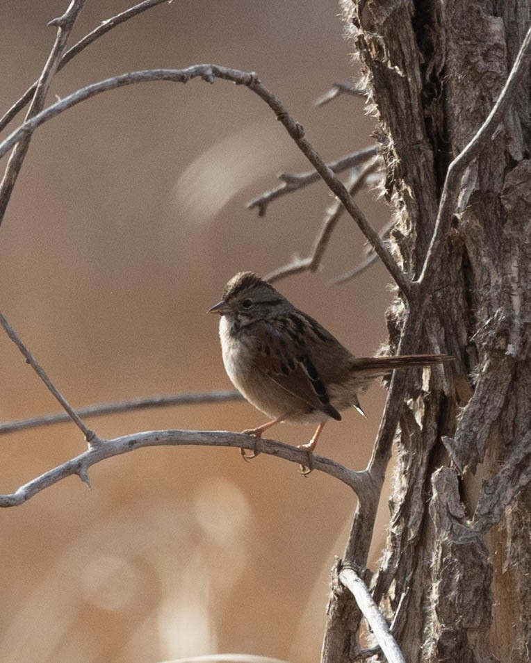 Swamp Sparrow - ML646558545