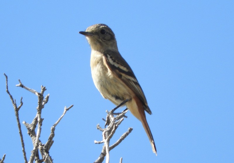 White-winged Black-Tyrant - ML646558546