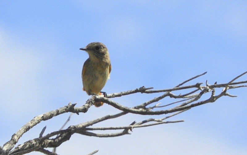 White-winged Black-Tyrant - ML646558547