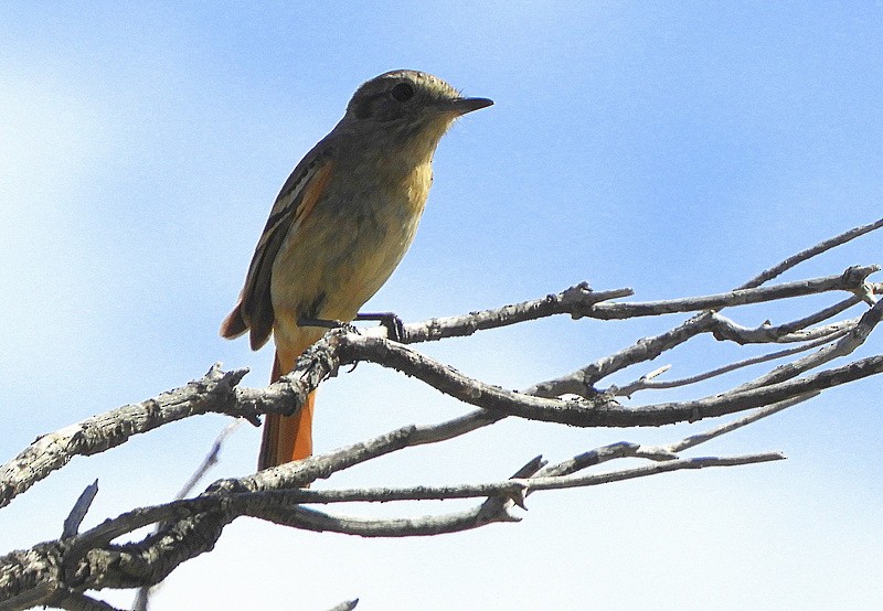 White-winged Black-Tyrant - ML646558548