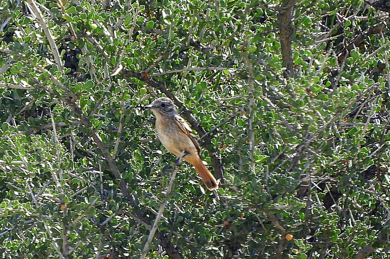White-winged Black-Tyrant - ML646558550