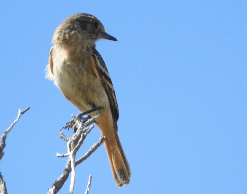 White-winged Black-Tyrant - ML646558551
