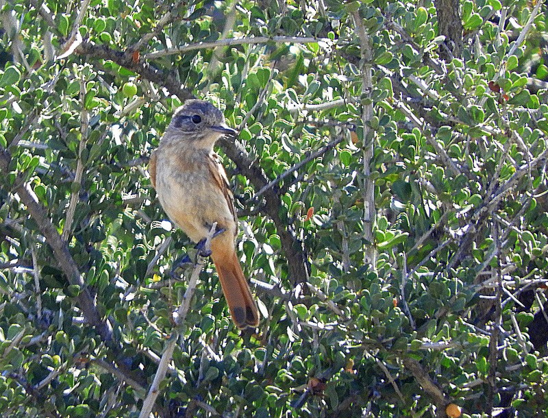 White-winged Black-Tyrant - ML646558552