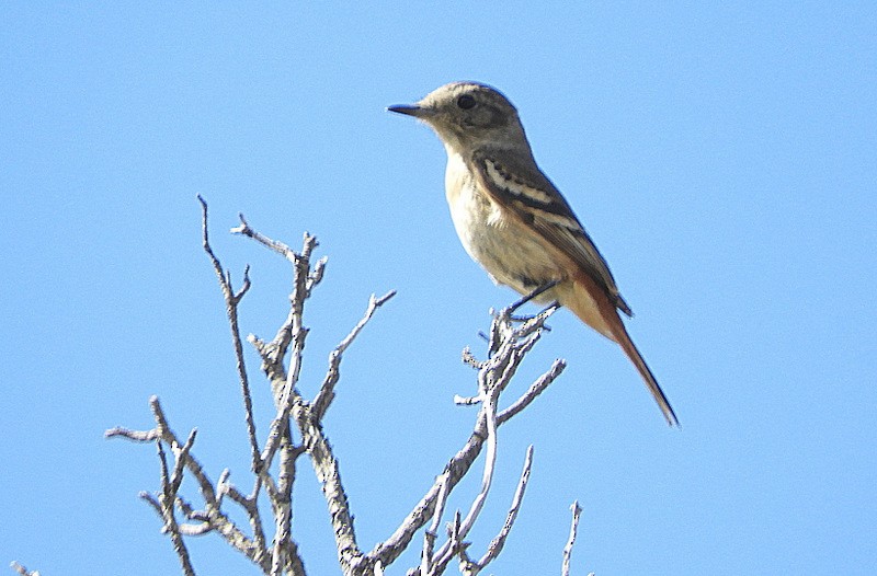 White-winged Black-Tyrant - ML646558553
