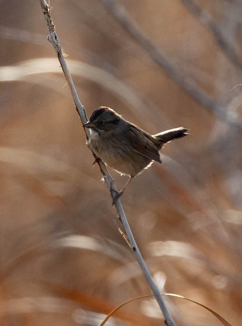 Swamp Sparrow - ML646558558