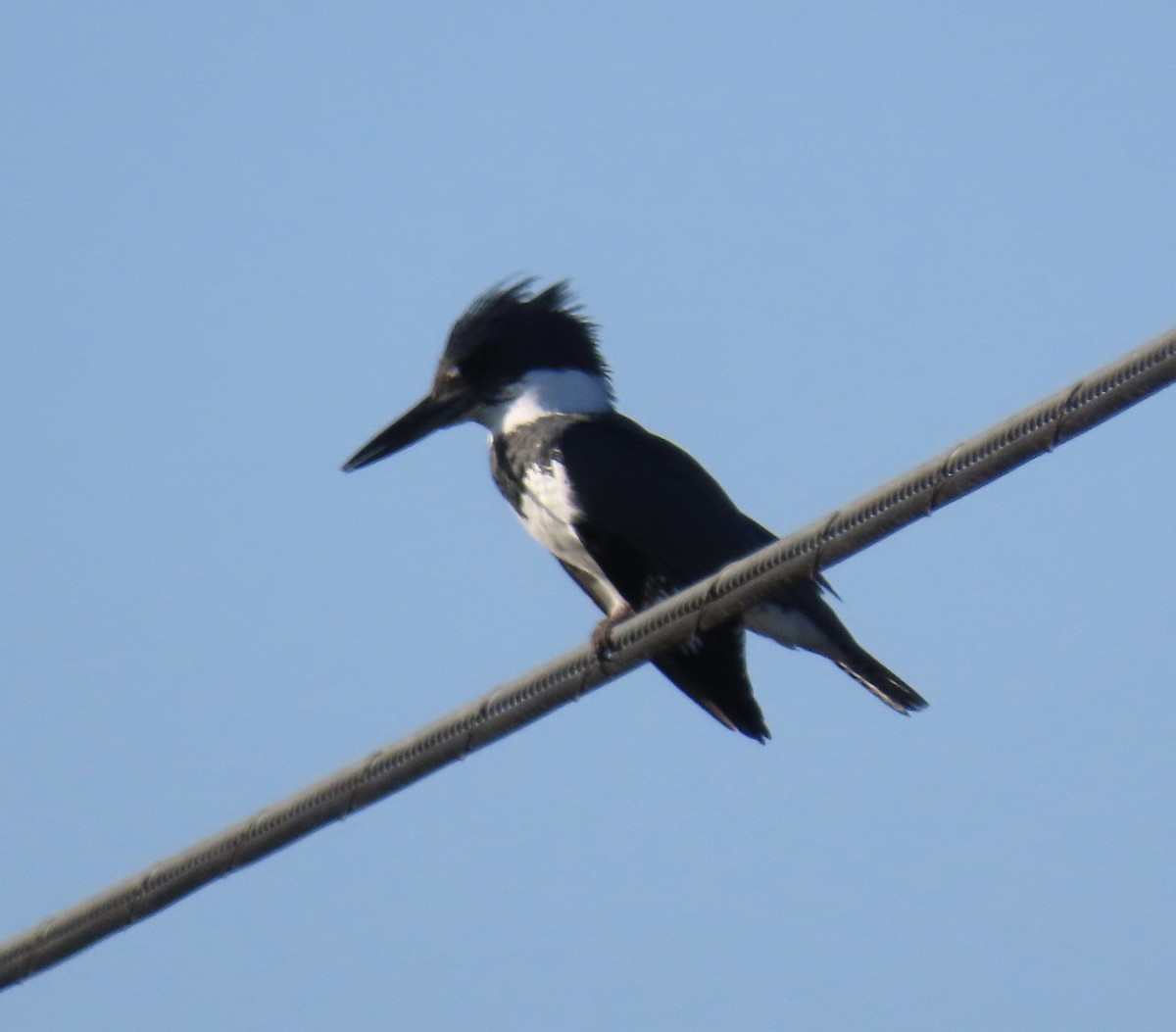 Martín Gigante Norteamericano - ML646558560