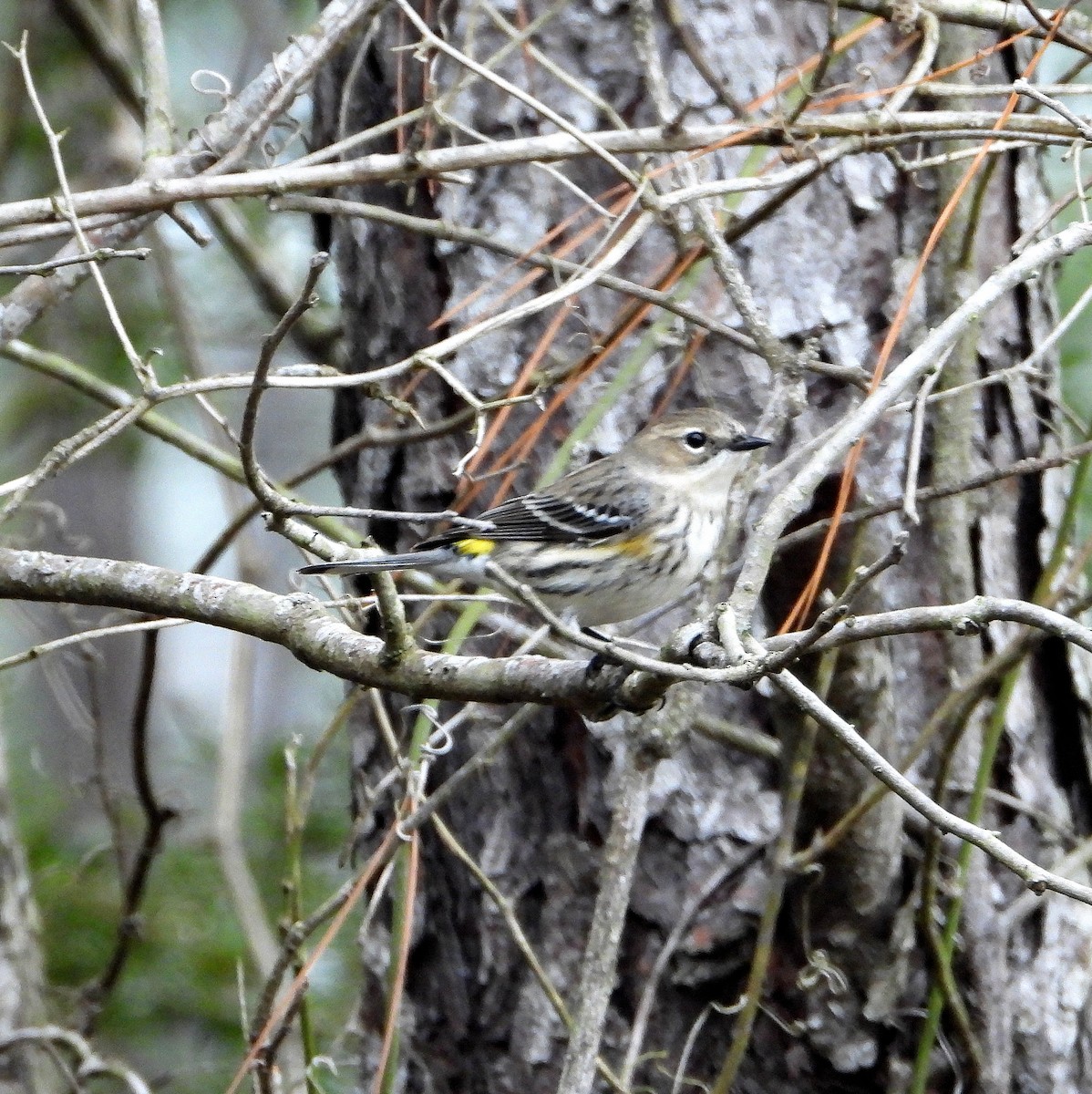 lesňáček žlutoskvrnný - ML646558578