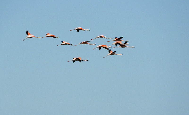 plameňák chilský - ML646558580