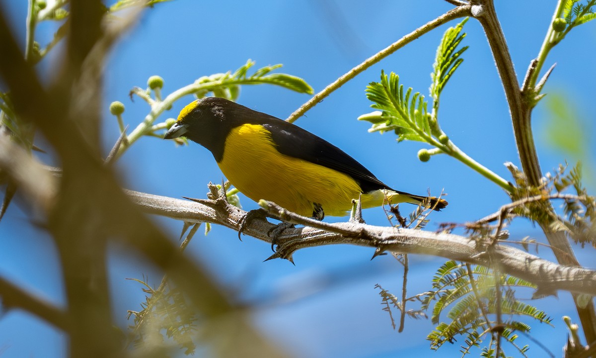 Purple-throated Euphonia - ML646558584
