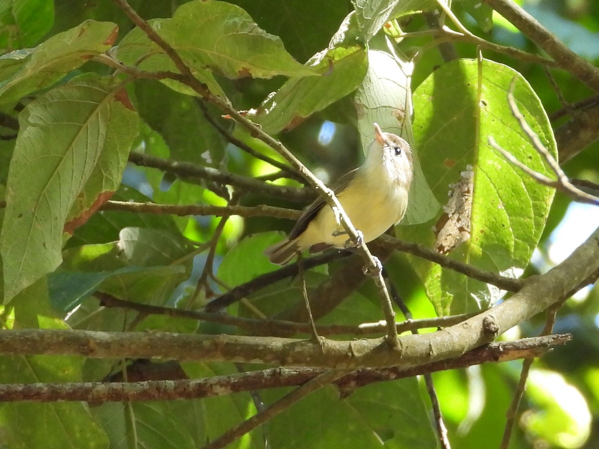 Brown-capped Vireo - ML646558588