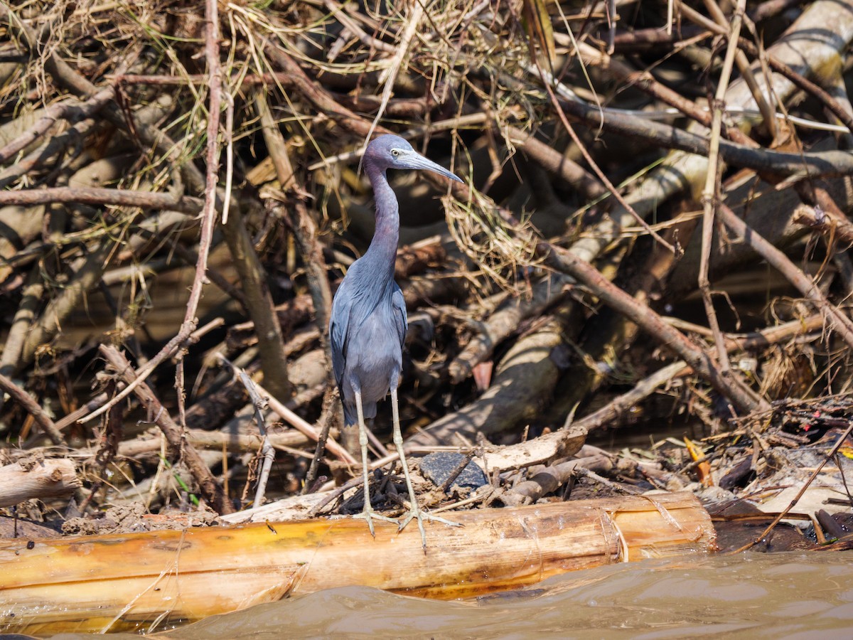 לבנית כחולה קטנה - ML646558590