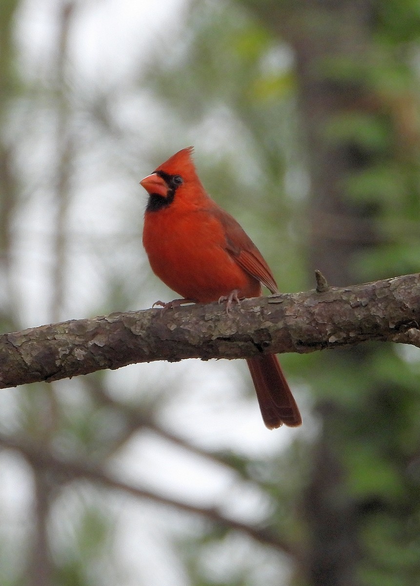 kardinál červený - ML646558593