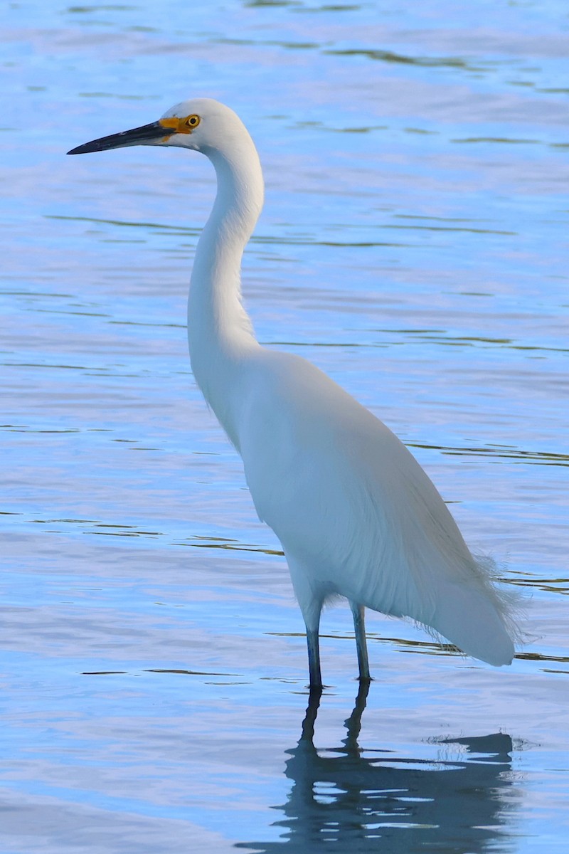 ユキコサギ - ML646558595