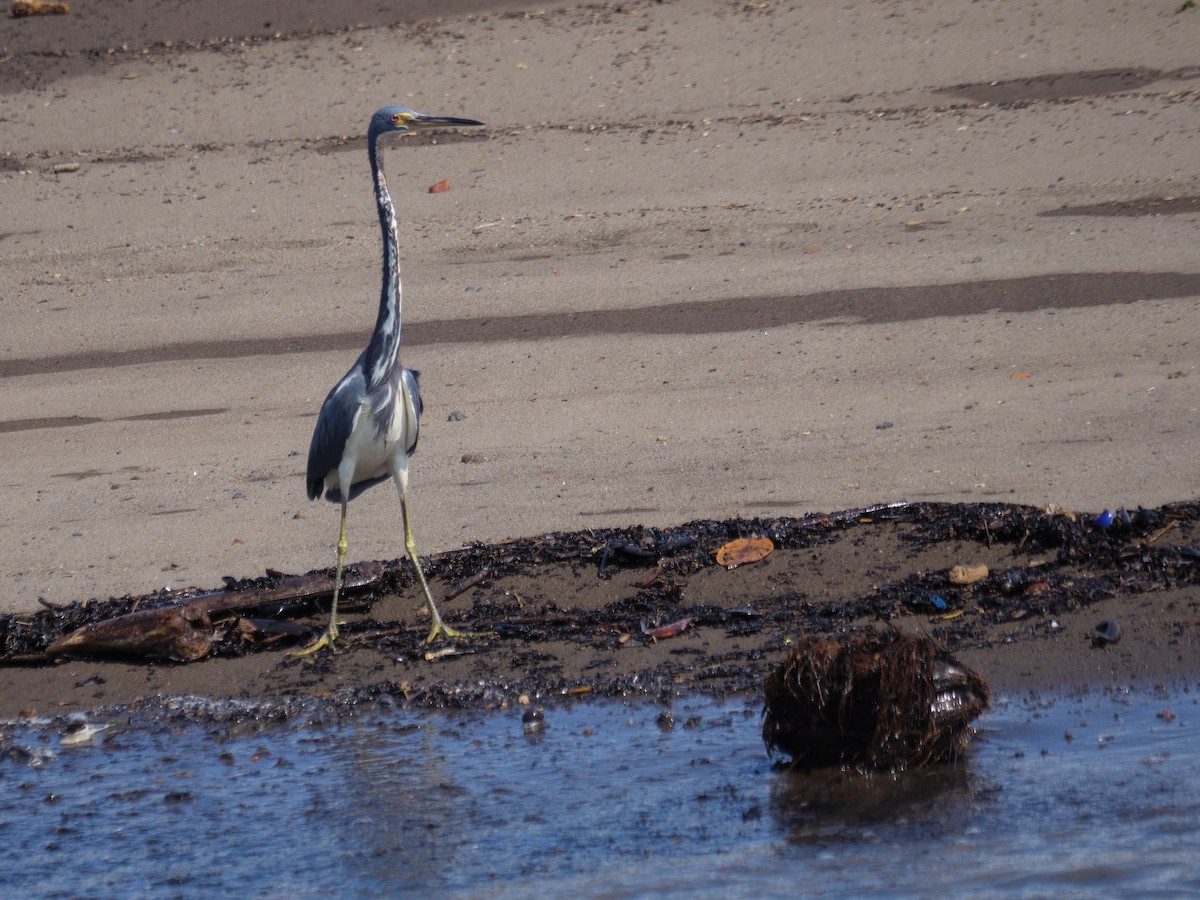 Tricolored Heron - ML646558596