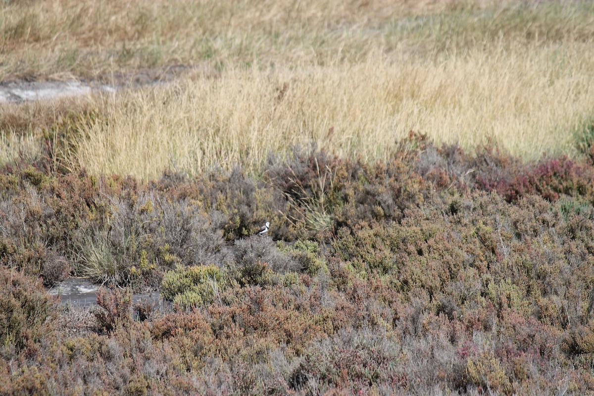 White-fronted Chat - ML646558598
