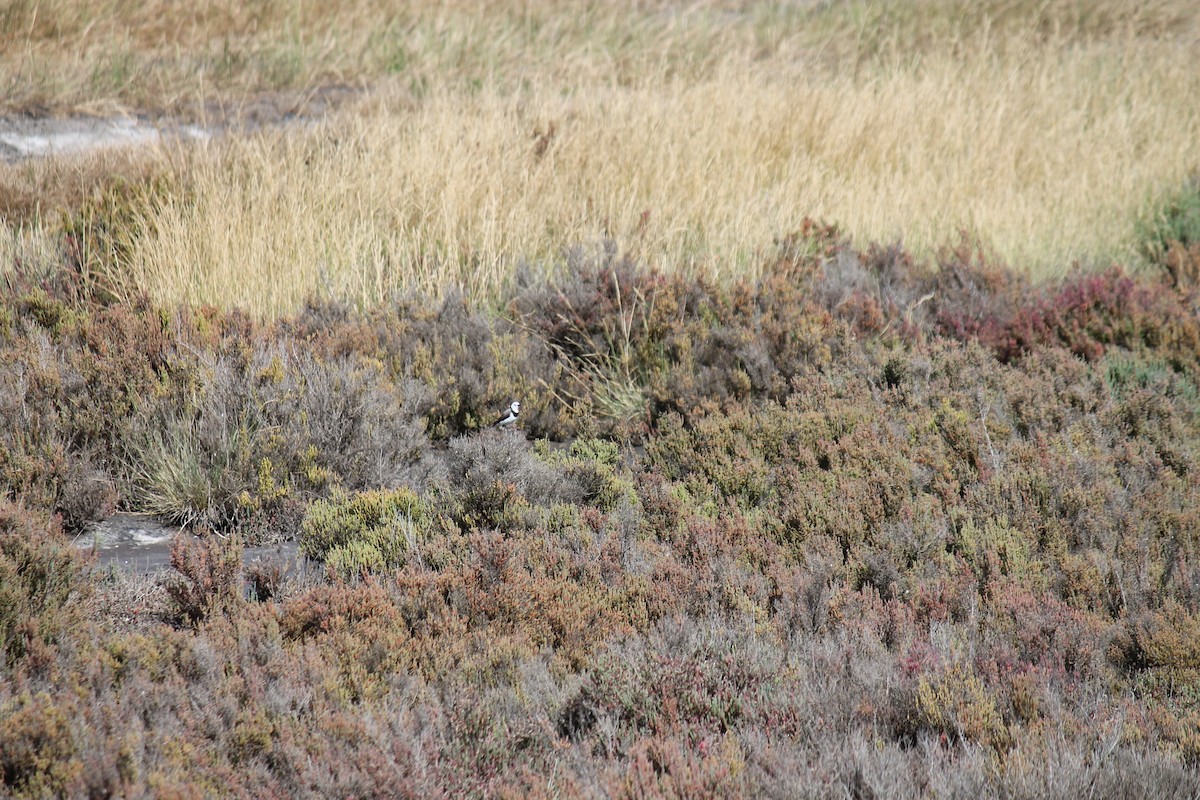 White-fronted Chat - ML646558599