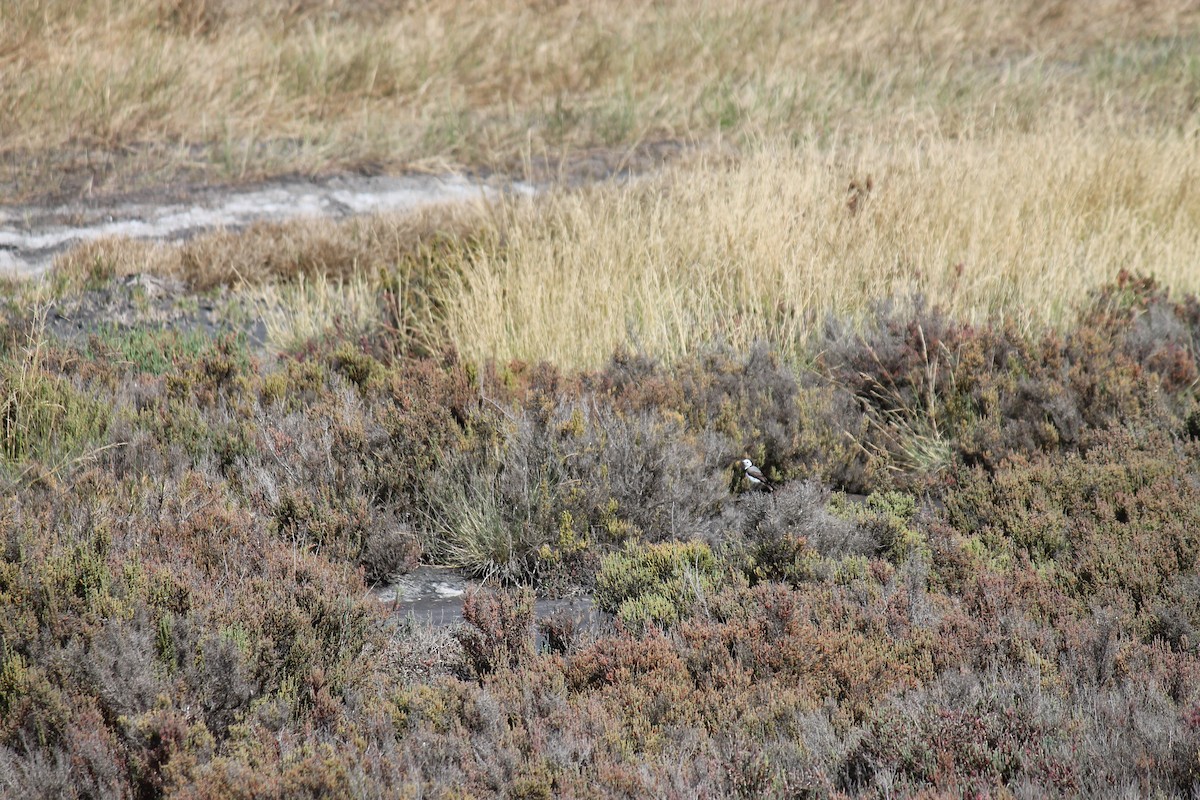 White-fronted Chat - ML646558600