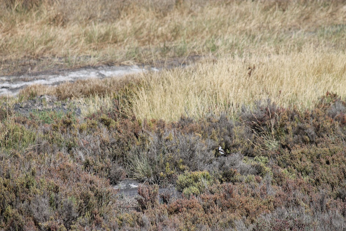 White-fronted Chat - ML646558601