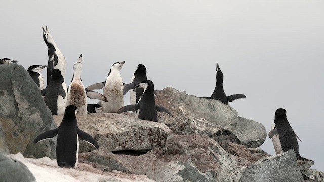 Chinstrap Penguin - ML646558602
