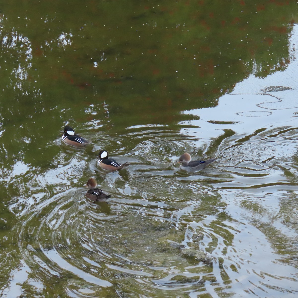 Hooded Merganser - ML646558603