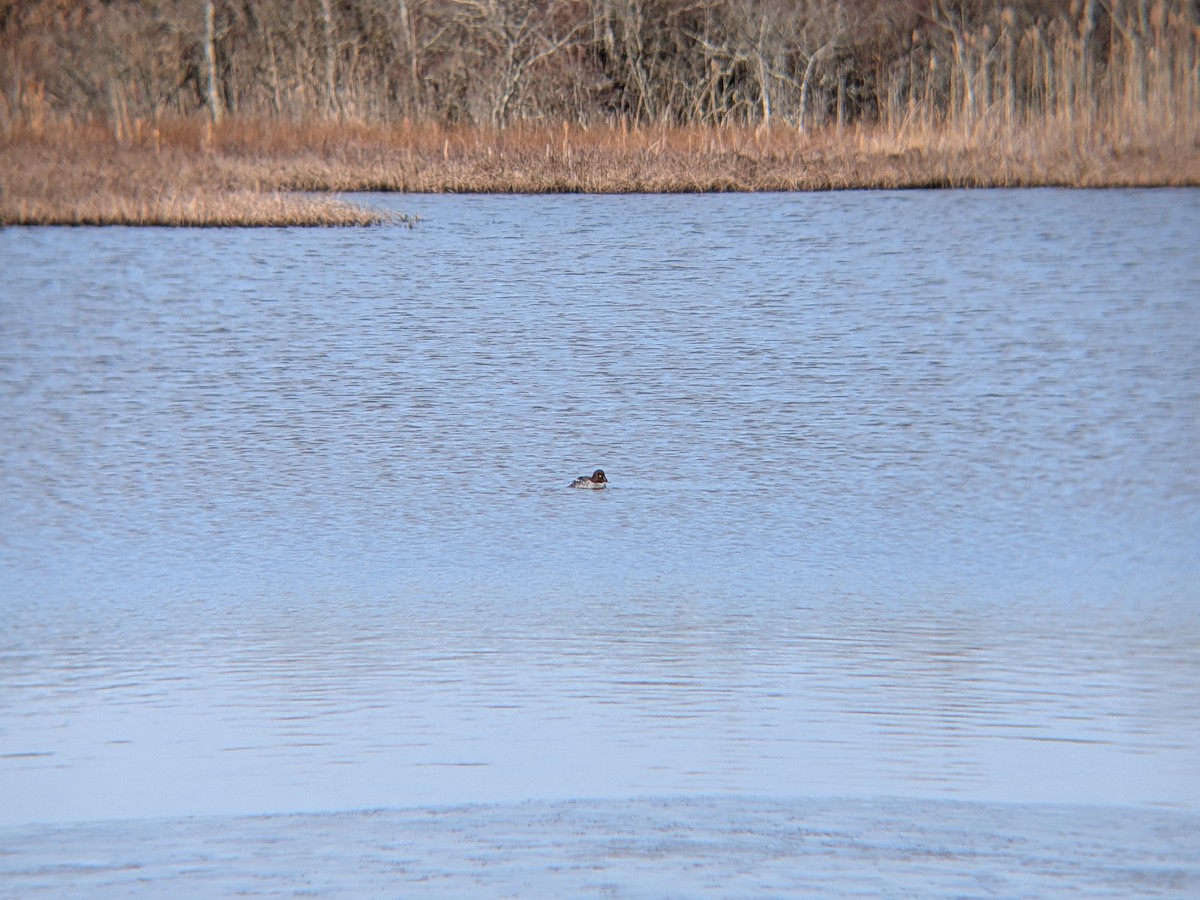 鵲鴨 - ML646558609