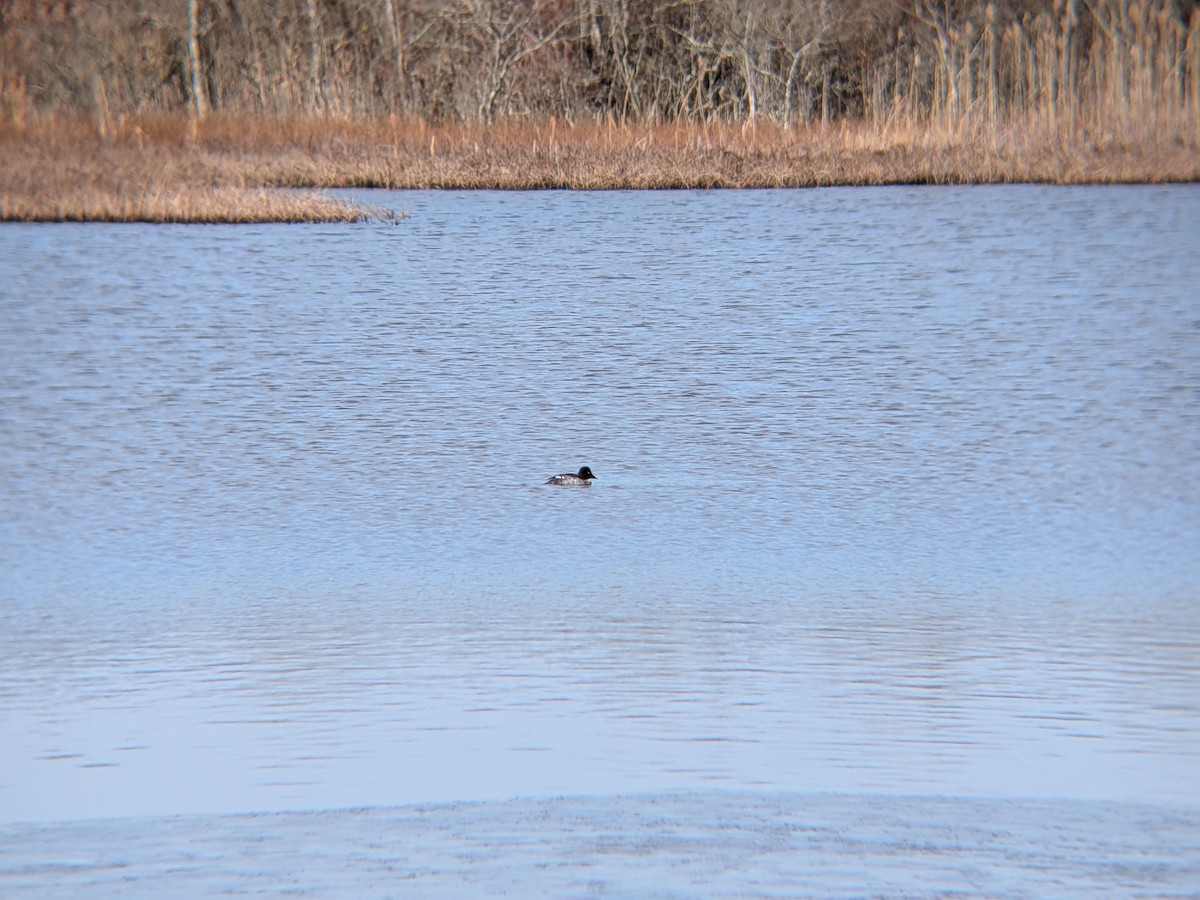 鵲鴨 - ML646558610