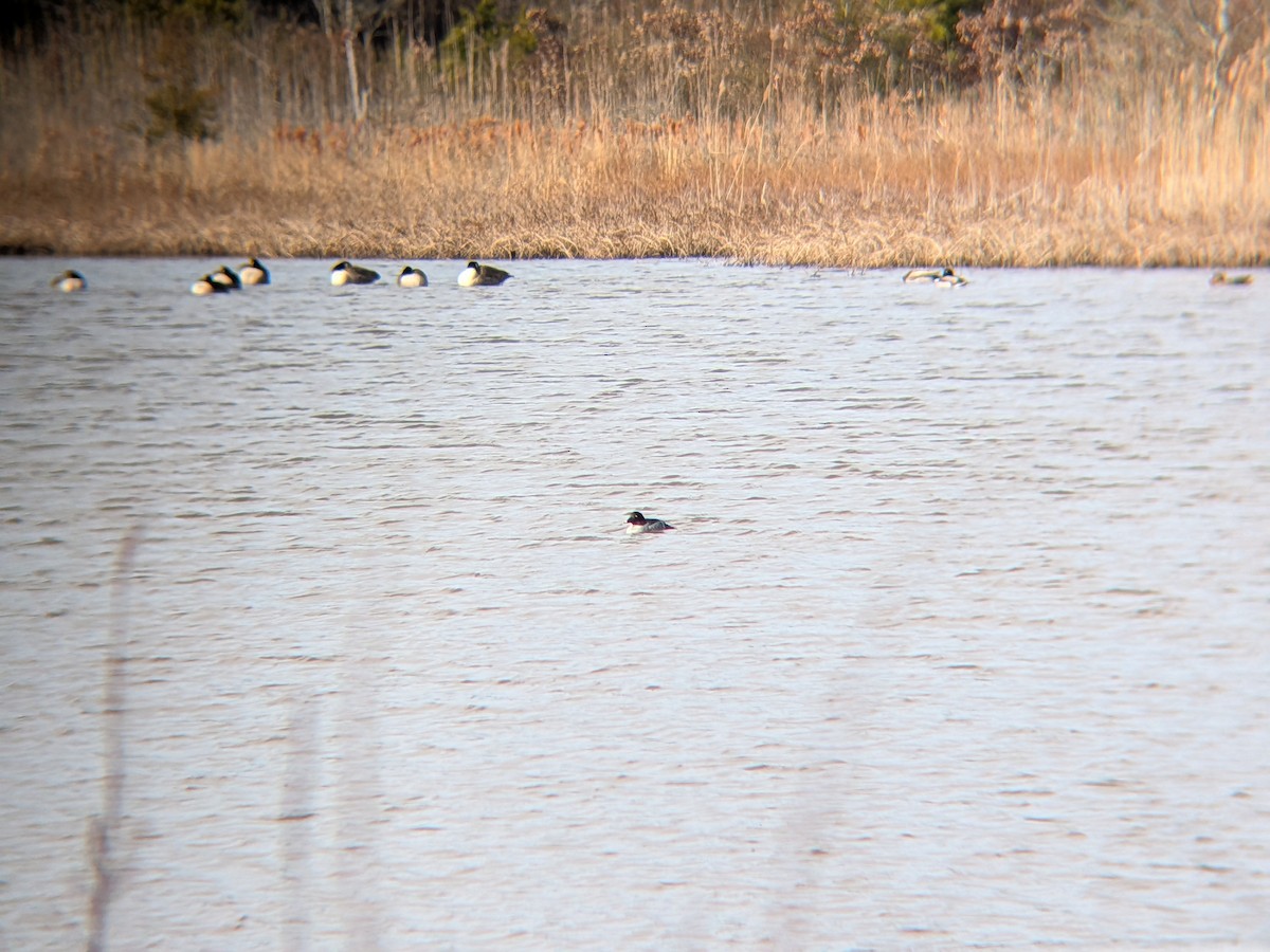 鵲鴨 - ML646558611