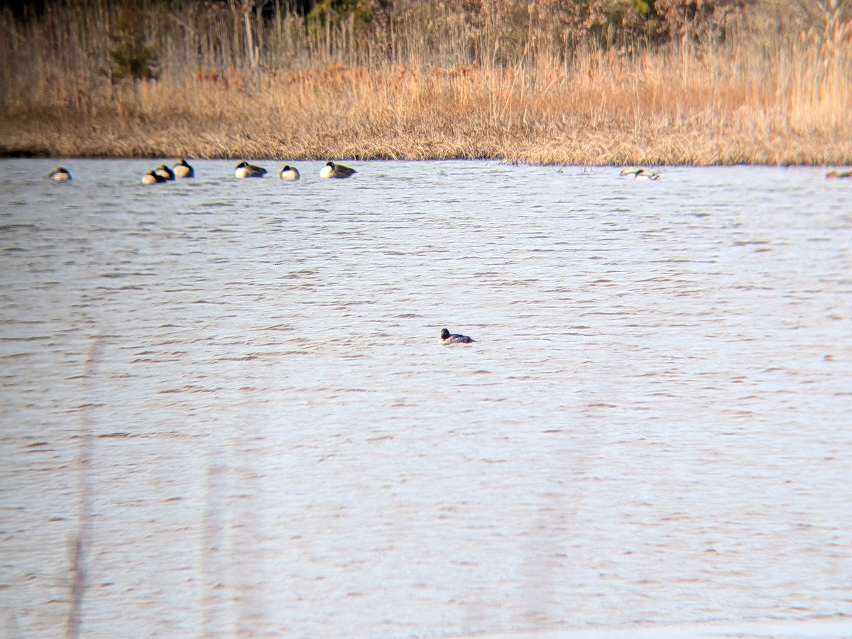 鵲鴨 - ML646558612