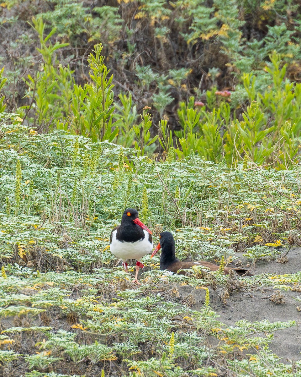 American Oystercatcher - ML646558616