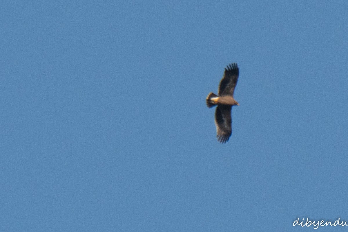 Steppe Eagle - ML646558618