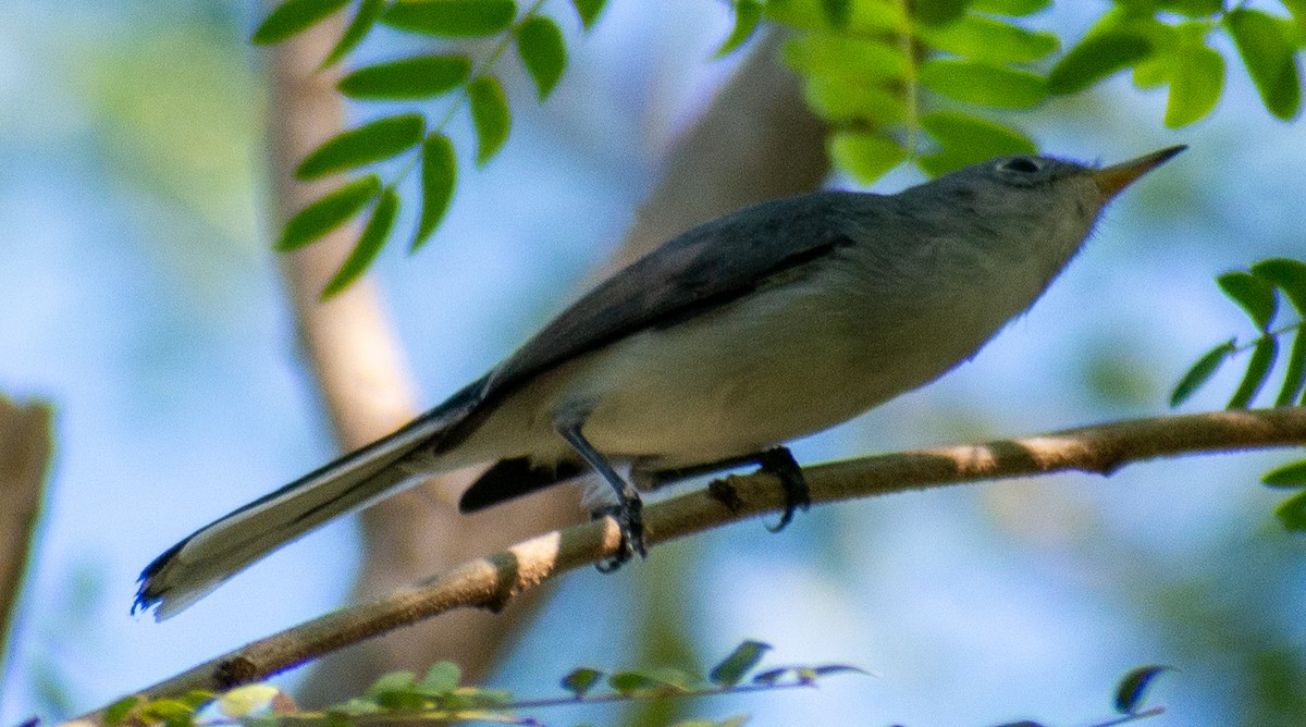 Gökrengi Bitkuşu - ML646558619