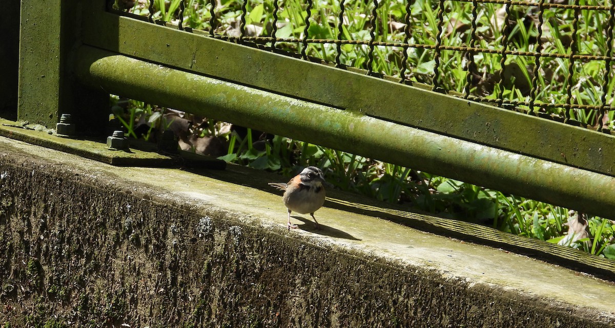 Rufous-collared Sparrow - ML646558620