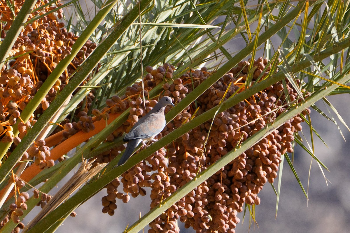Laughing Dove - ML646558622