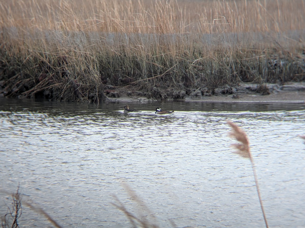 Hooded Merganser - ML646558624