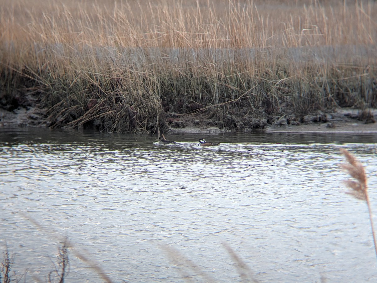 Hooded Merganser - ML646558625
