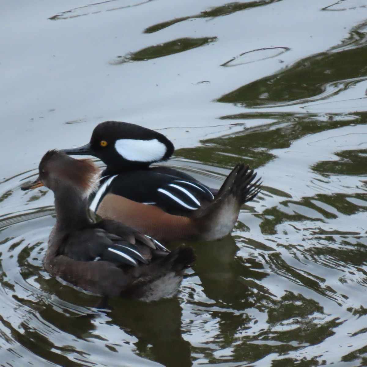 Hooded Merganser - ML646558626