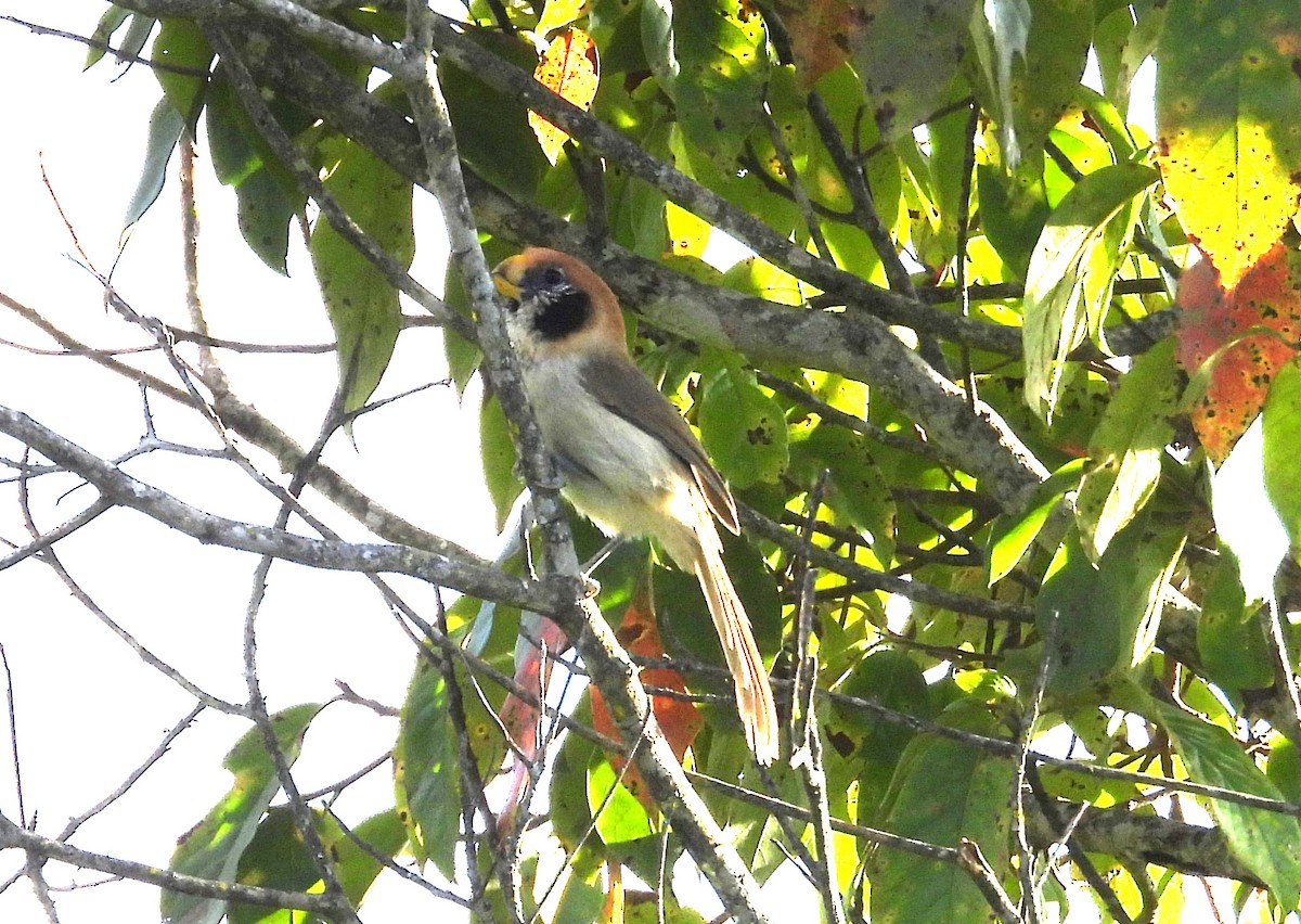 Spot-breasted Parrotbill - ML646558627