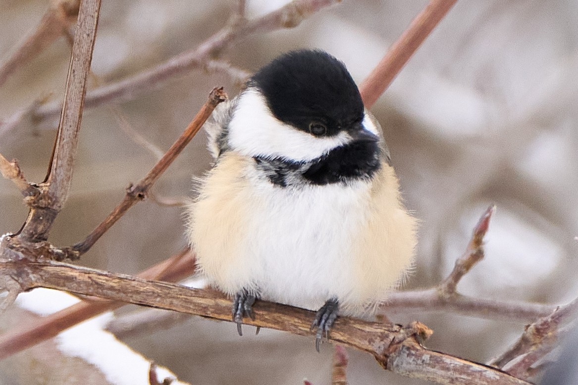 Black-capped Chickadee - ML646558628