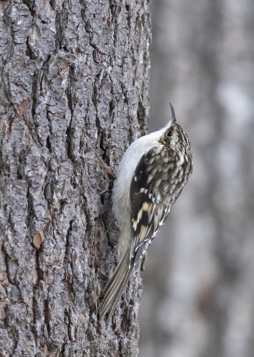 Brown Creeper - ML646558631
