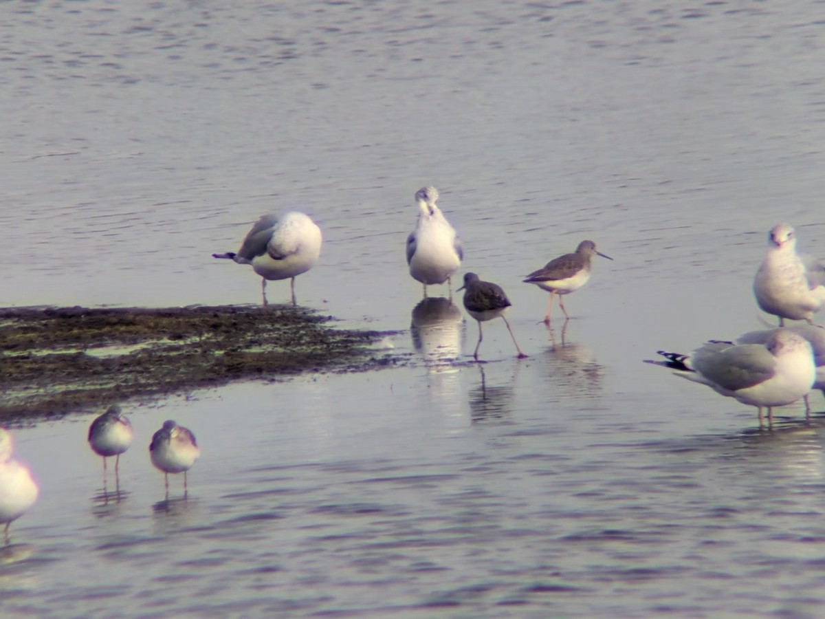 Greater Yellowlegs - ML646558634