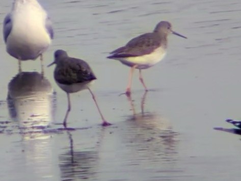 Greater Yellowlegs - ML646558635