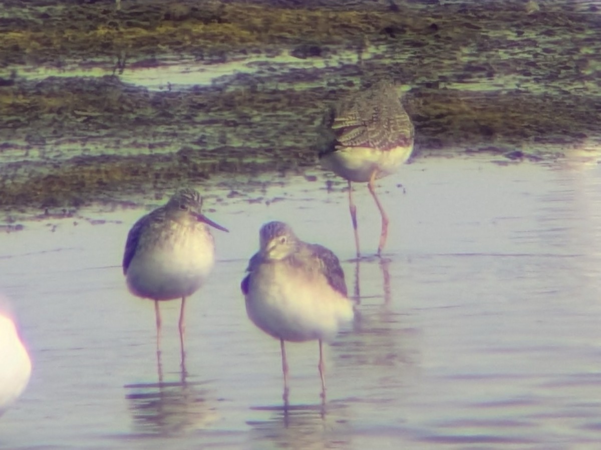 Greater Yellowlegs - ML646558636